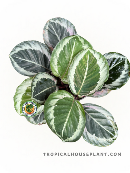 Calathea Marion plant with green leaves and light green patterns, showcasing its elegant appearance.