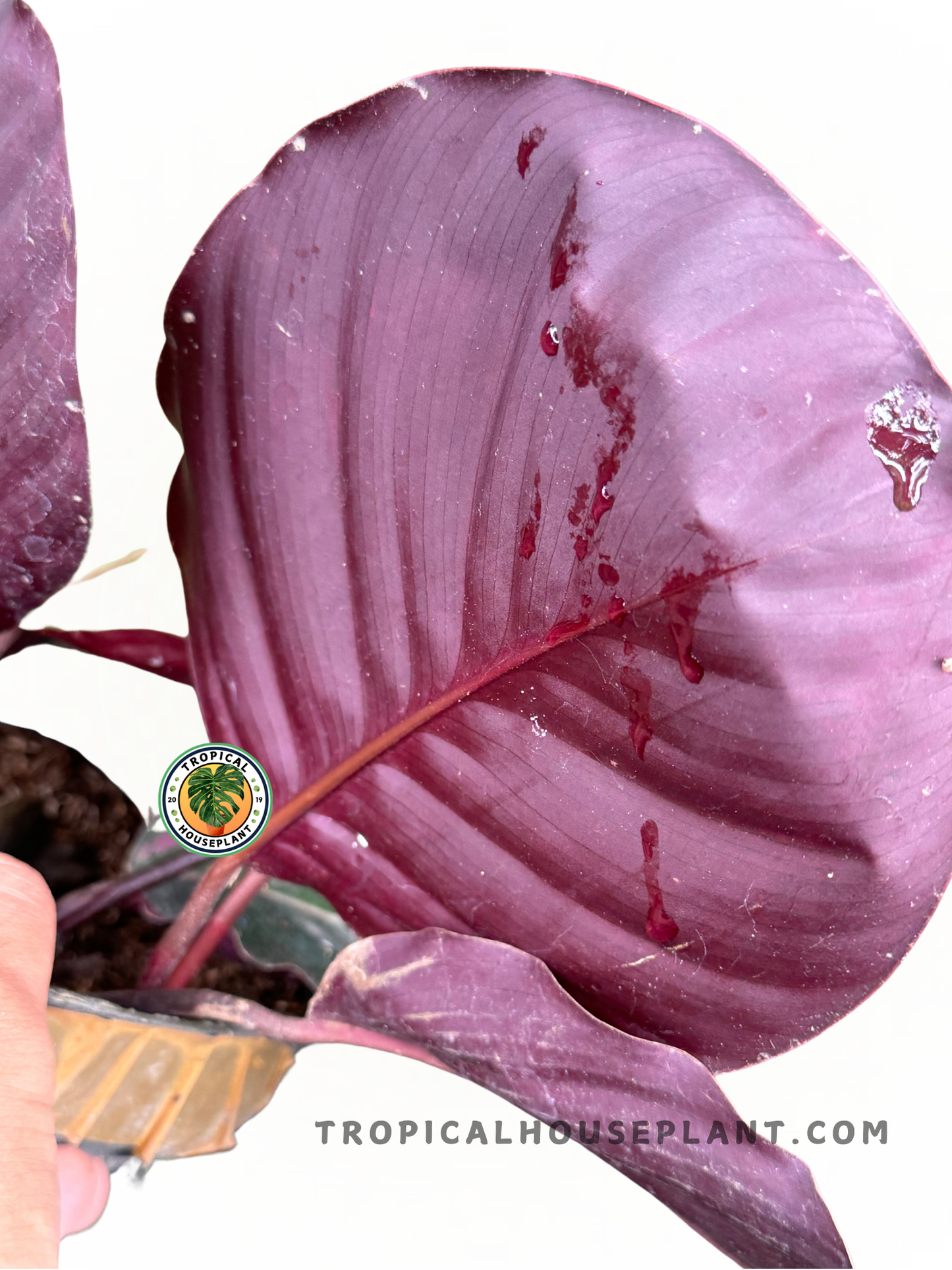 Calathea Medallion plant with bold green patterns and deep purple leaf undersides.