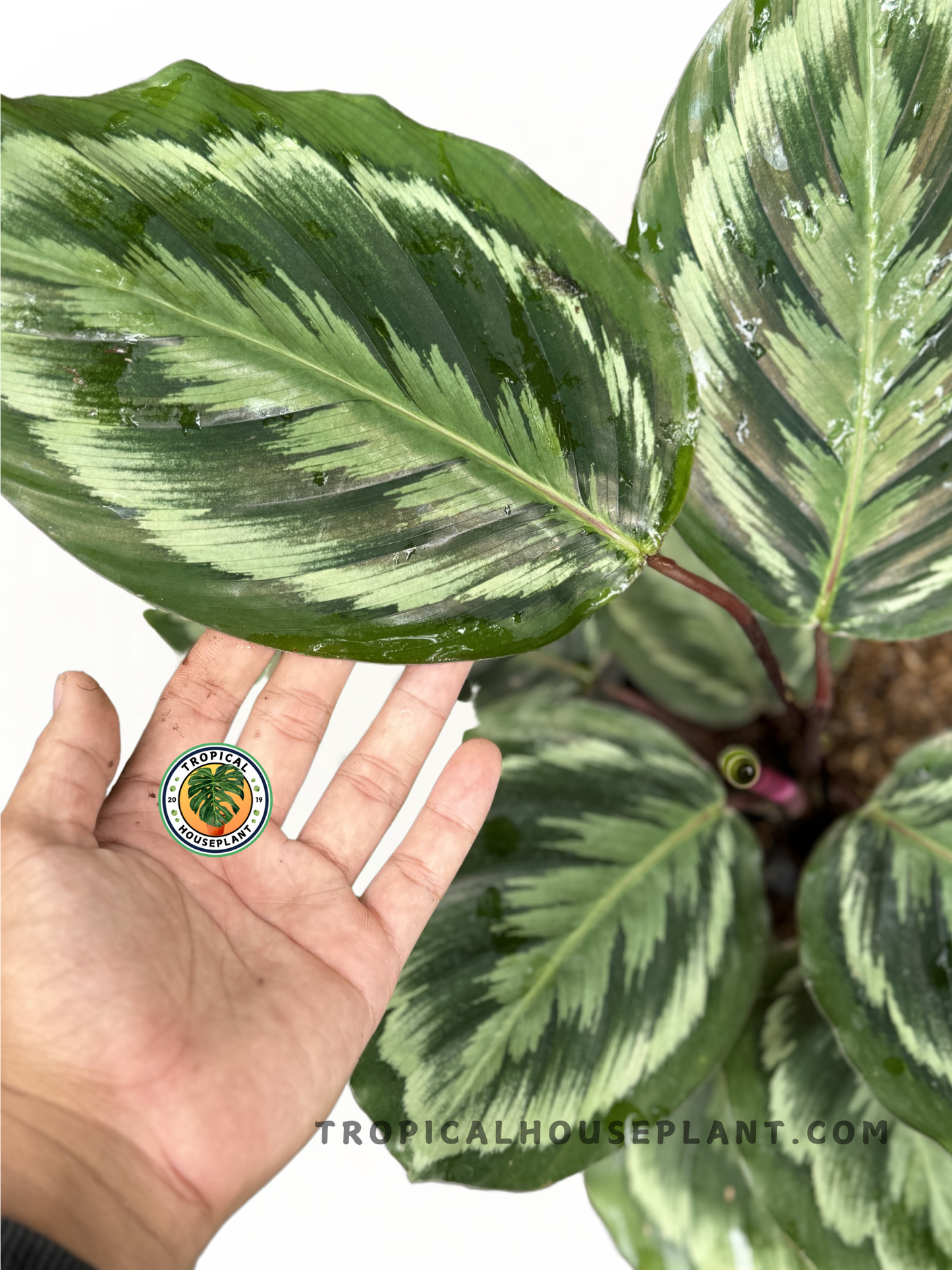 Close-up of Calathea Medallion foliage showcasing its medallion-like design and vibrant colors.