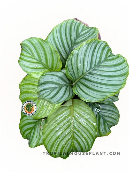 Calathea Orbifolia plant with large, round leaves featuring silver and green stripes.