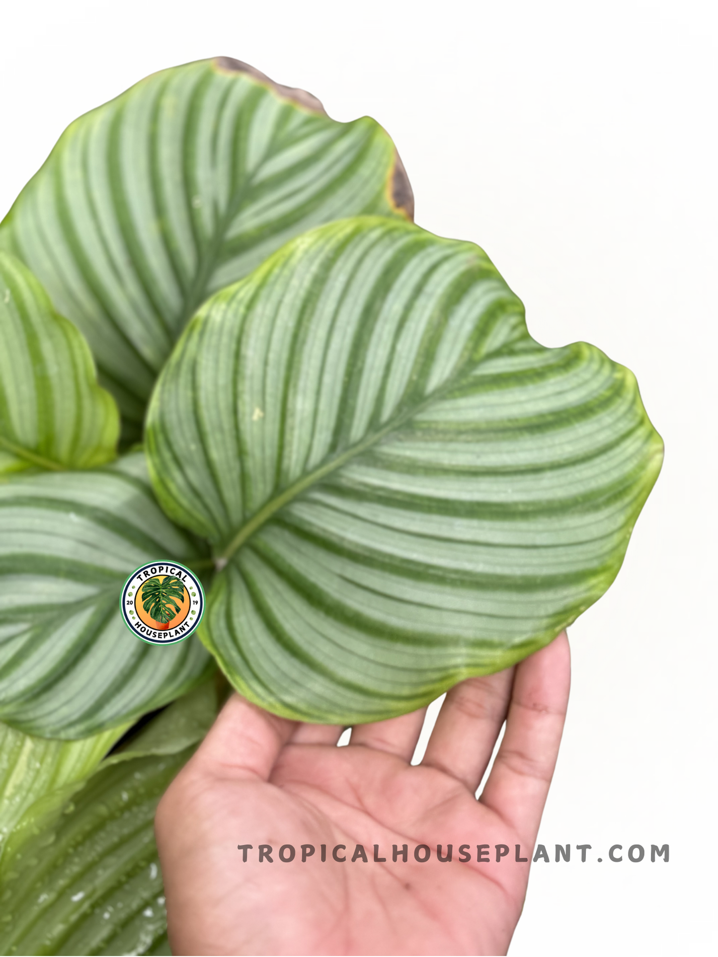 Calathea Orbifolia leaves showcasing bold silver and green stripes, perfect for decor.