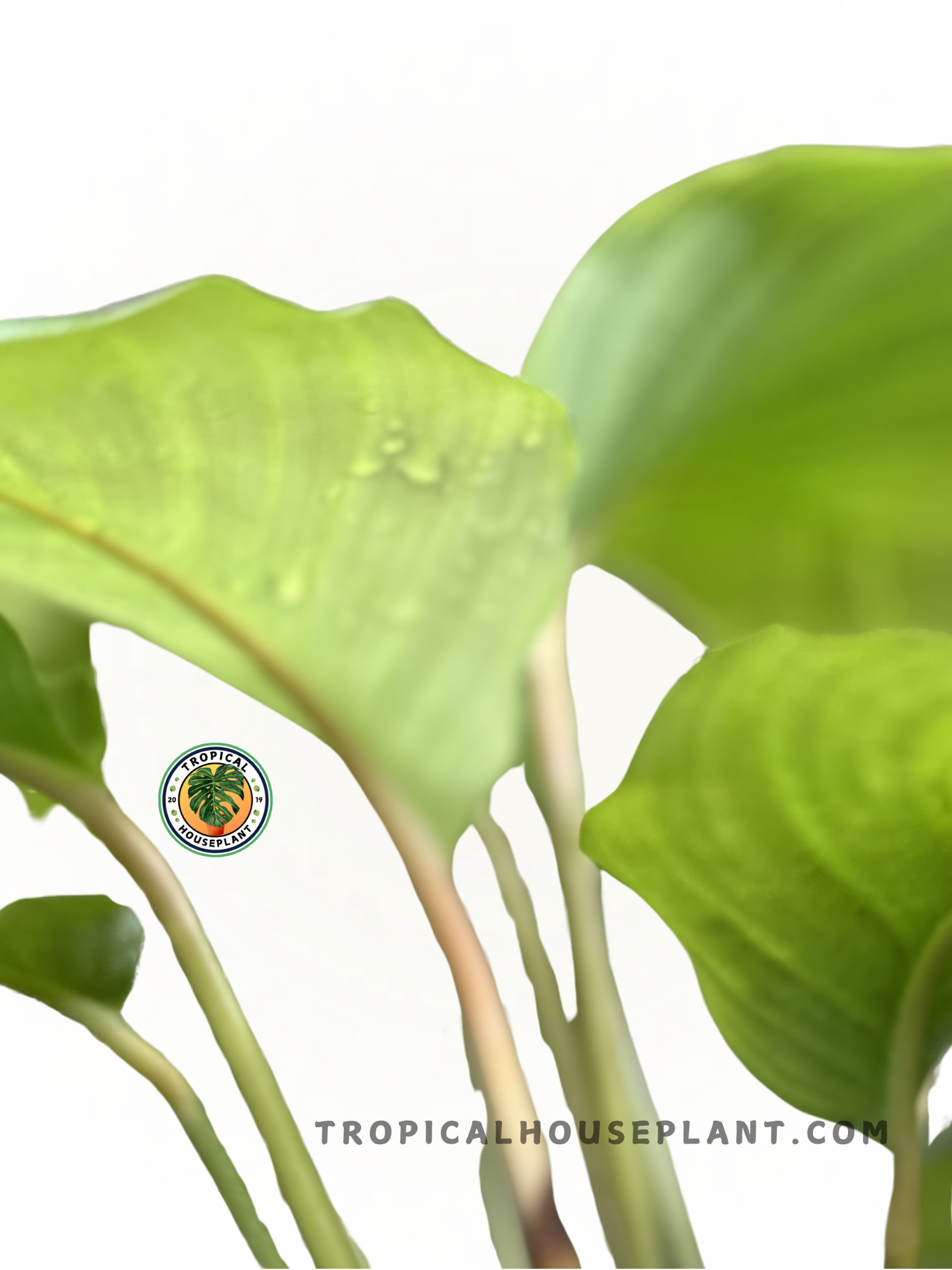 Close-up of Calathea Orbifolia foliage, highlighting its striking striped leaf pattern.