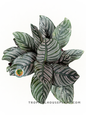 Calathea Ornata plant with dark green leaves and pink pinstripe patterns.