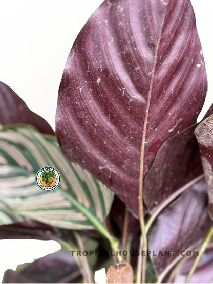 Calathea Ornata leaves with dark green tones and elegant pink and white pinstripes.