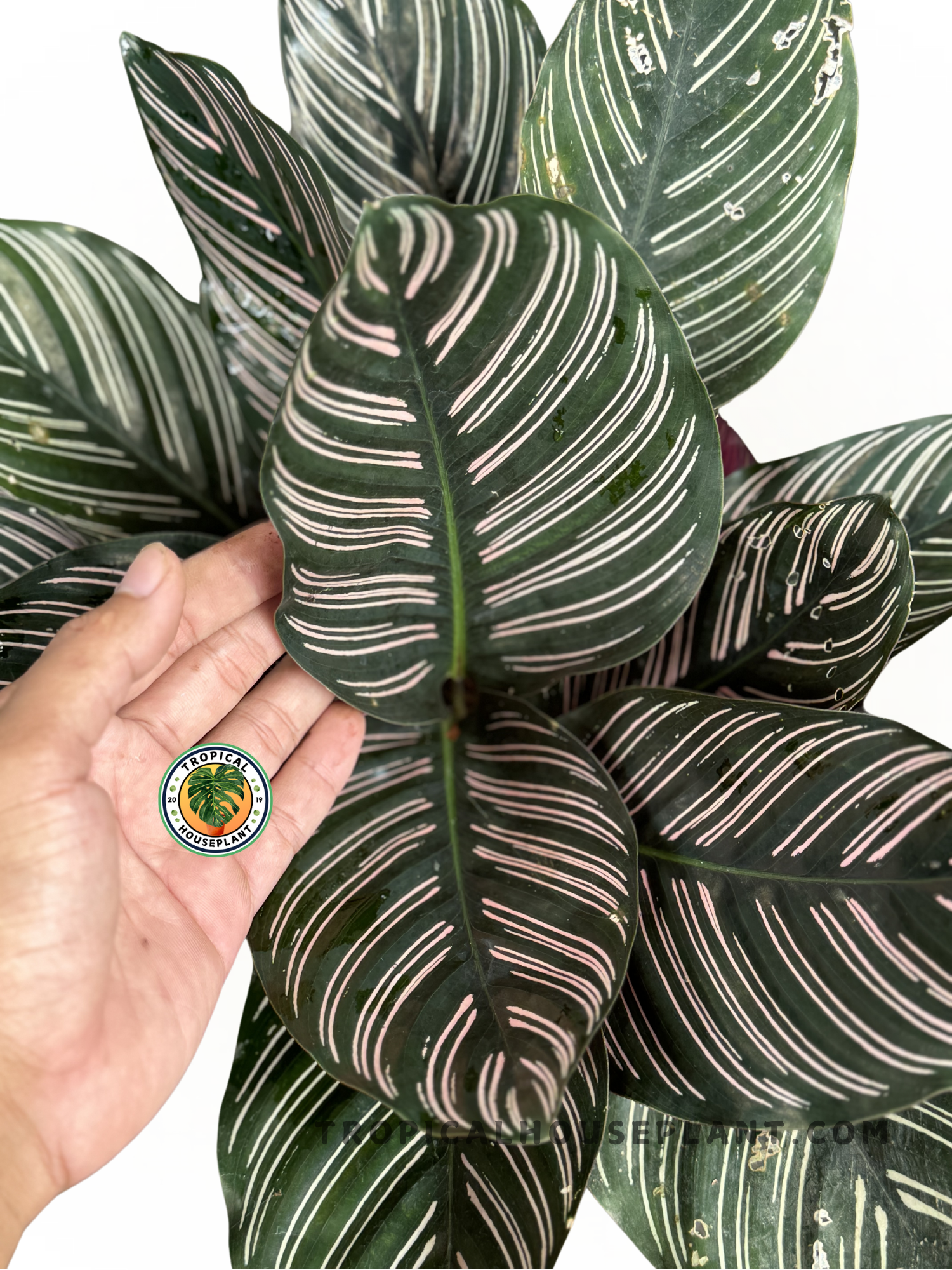 Close-up of Calathea Ornata foliage showcasing its intricate pink and white stripes.