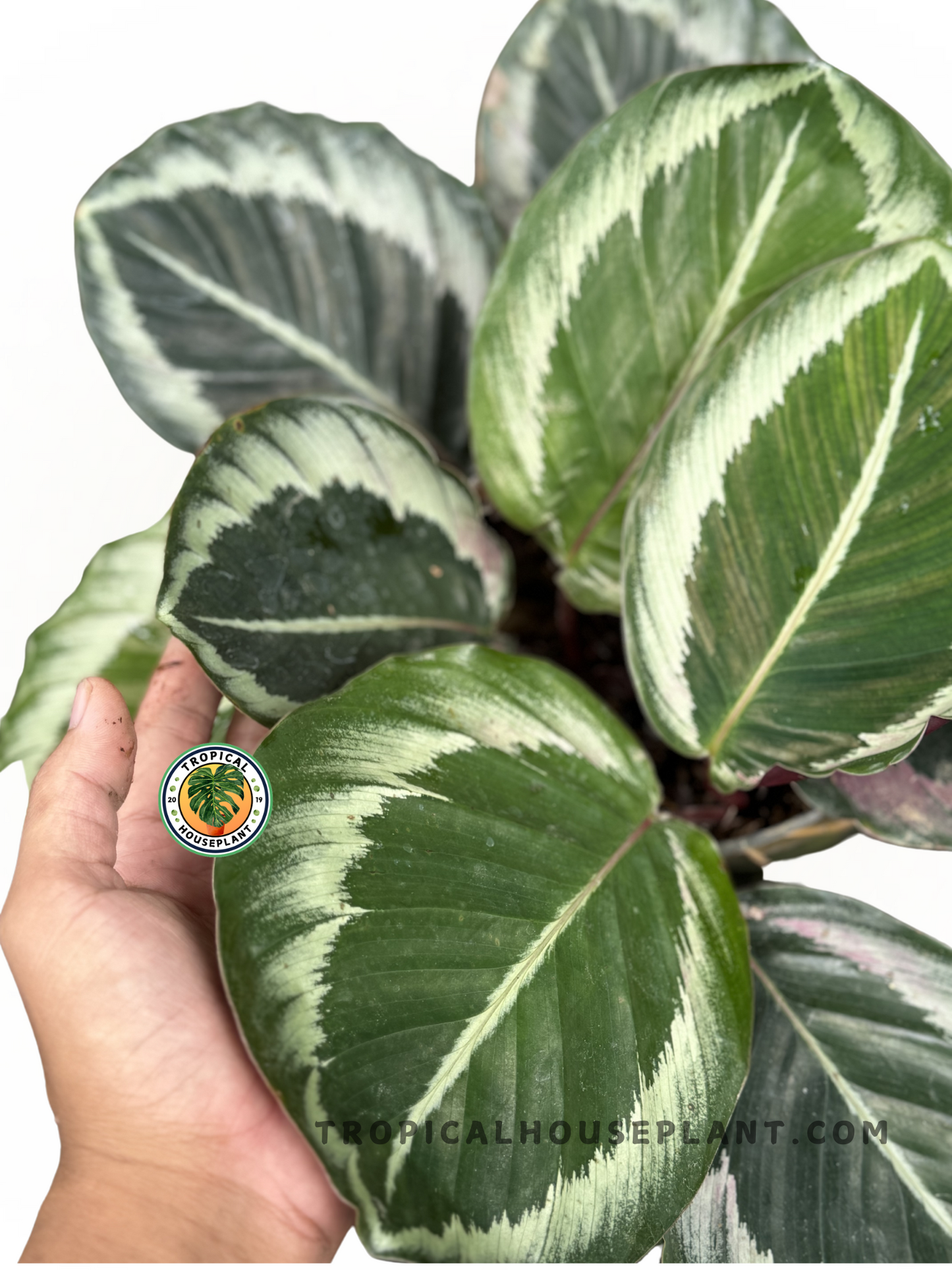 Close-up of Calathea Marion foliage, showcasing the detailed green contrast on the leaves.