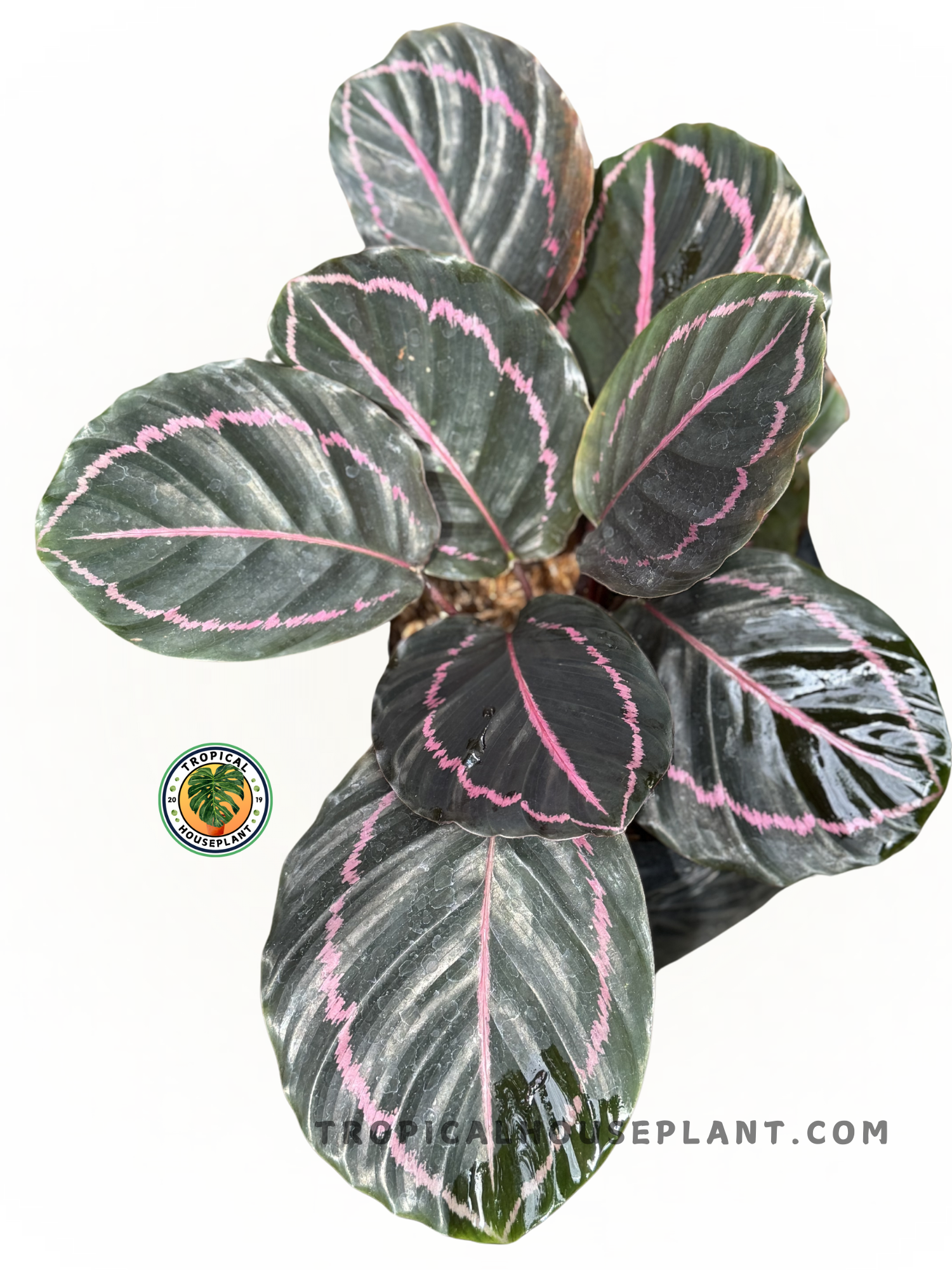 Calathea Roseopicta Dottie Black Pink plant in a pot, showcasing its unique and vibrant leaf design.