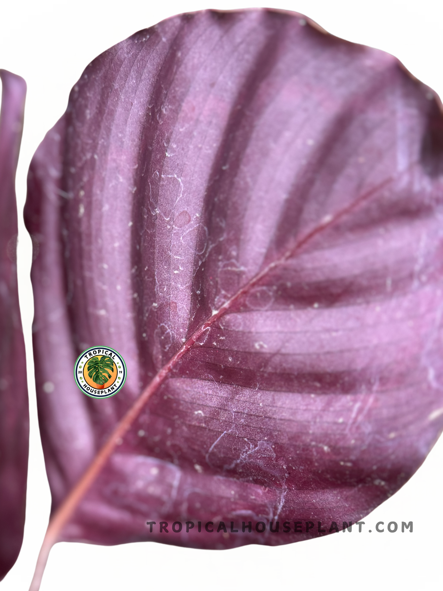 Back view of Calathea Roseopicta Dottie Black Pink, highlighting the rich purple undertones of its leaves.