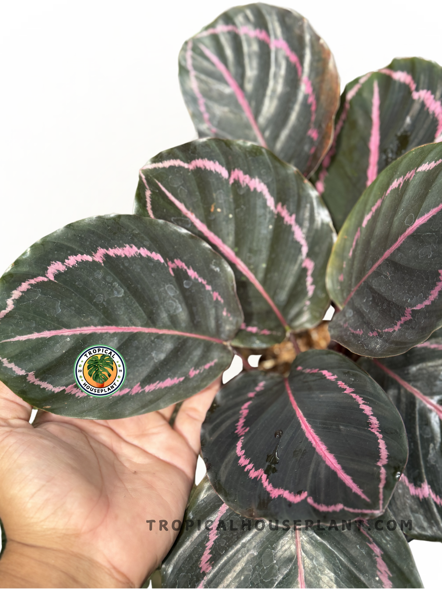 Close-up of Calathea Roseopicta Dottie Black Pink foliage, focusing on the bold pink and dark green color contrast.