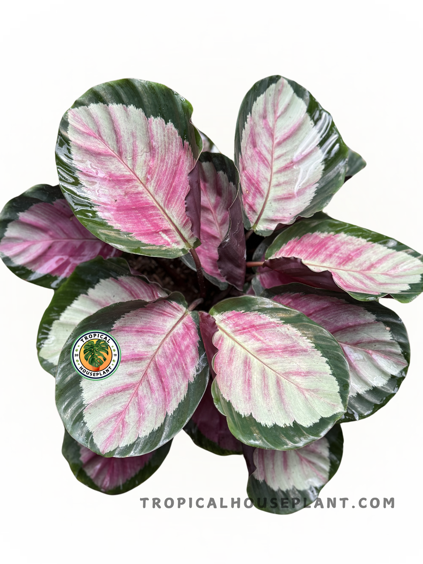 Calathea Roseopicta Rosy plant with pink-centered leaves and green borders.