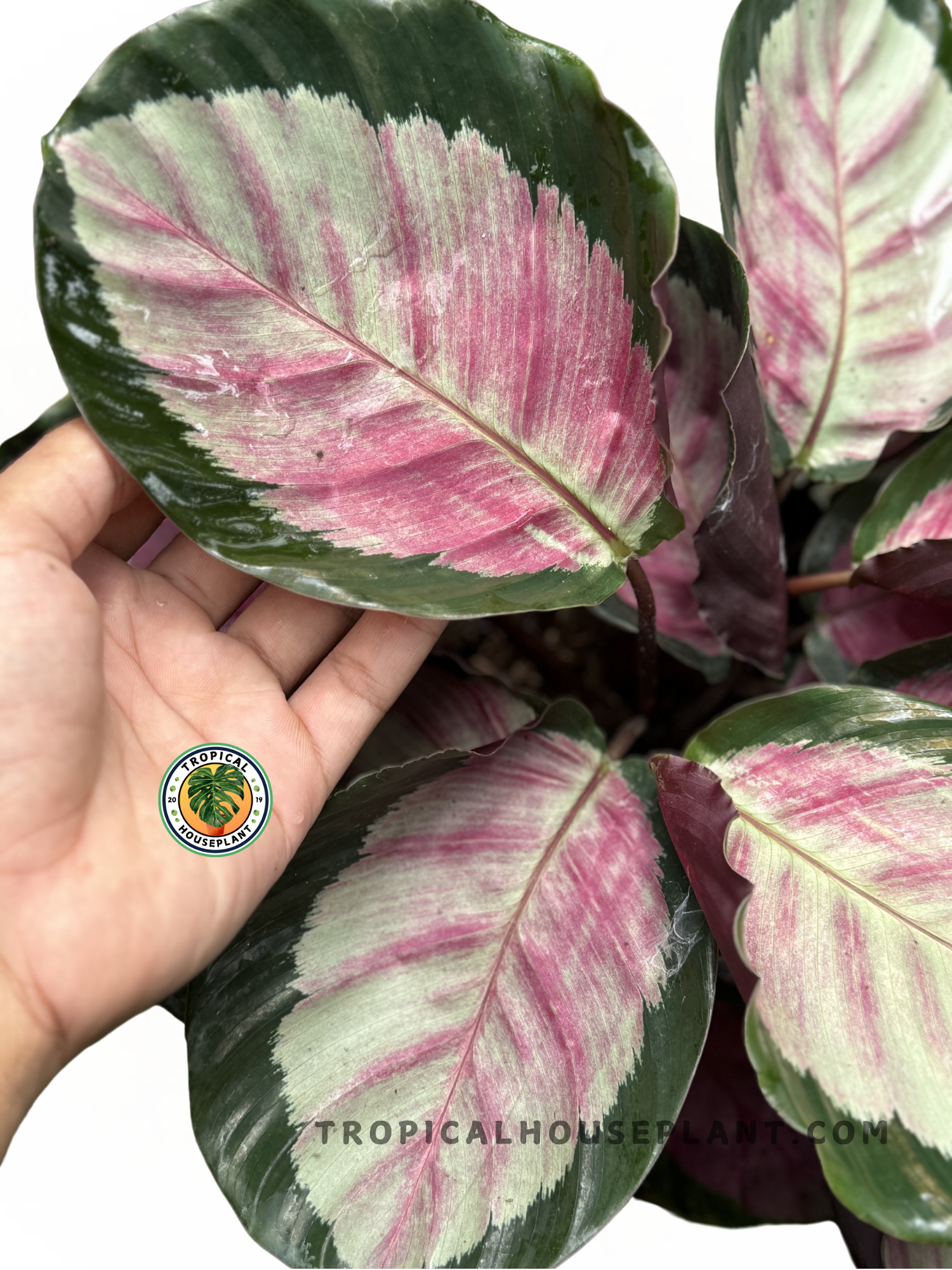 Close-up of Calathea Roseopicta Rosy foliage showcasing its soft pink and green contrast.