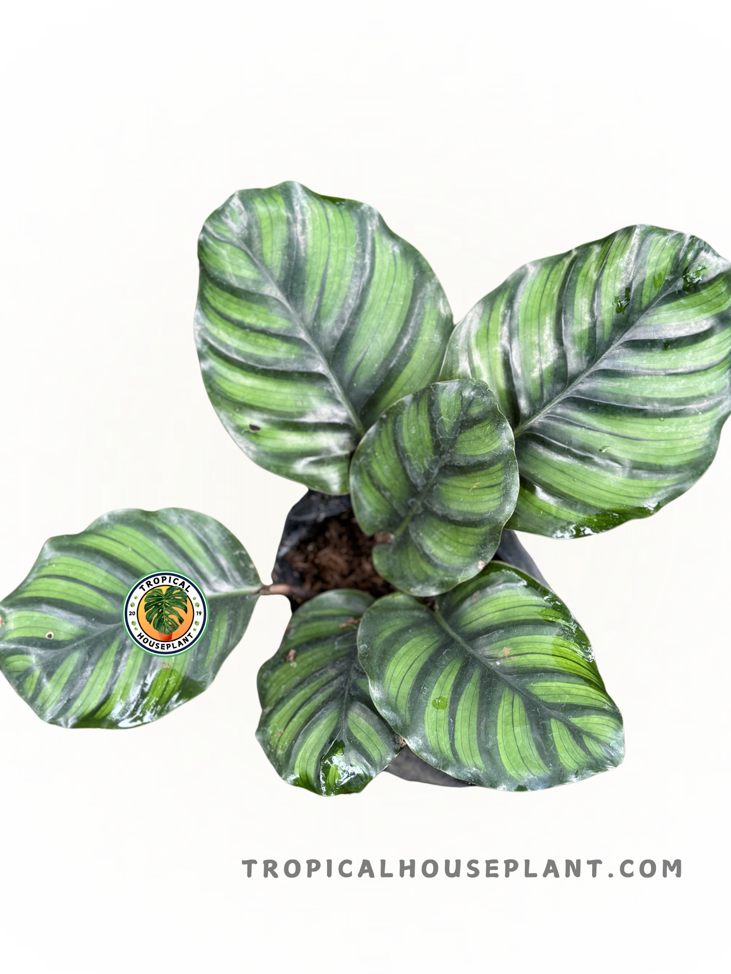 Calathea Rotundifolia leaves highlighting their lush, intricate design, perfect for home decor.