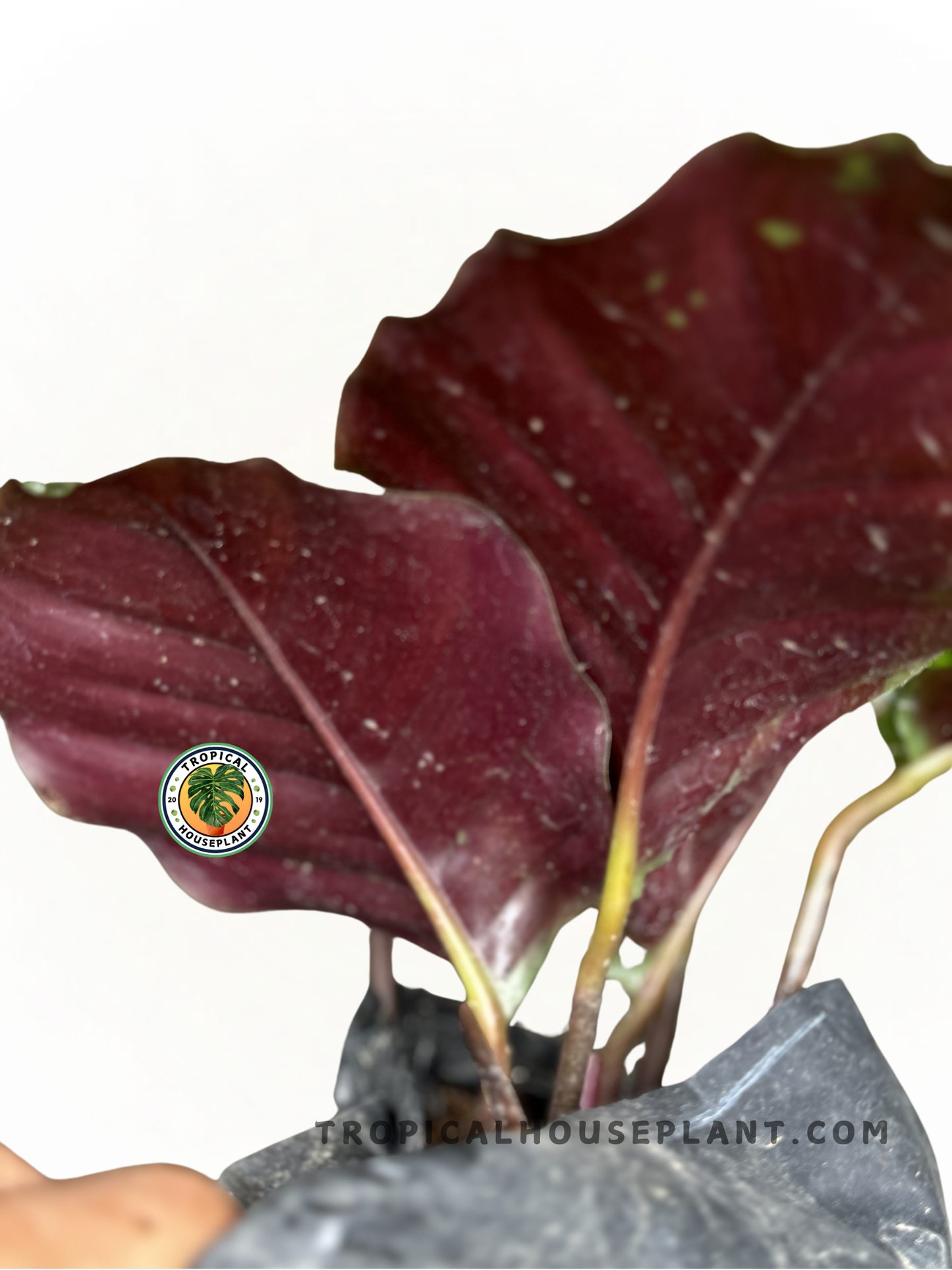 Potted Calathea Rotundifolia displayed with bold, round tropical leaves.