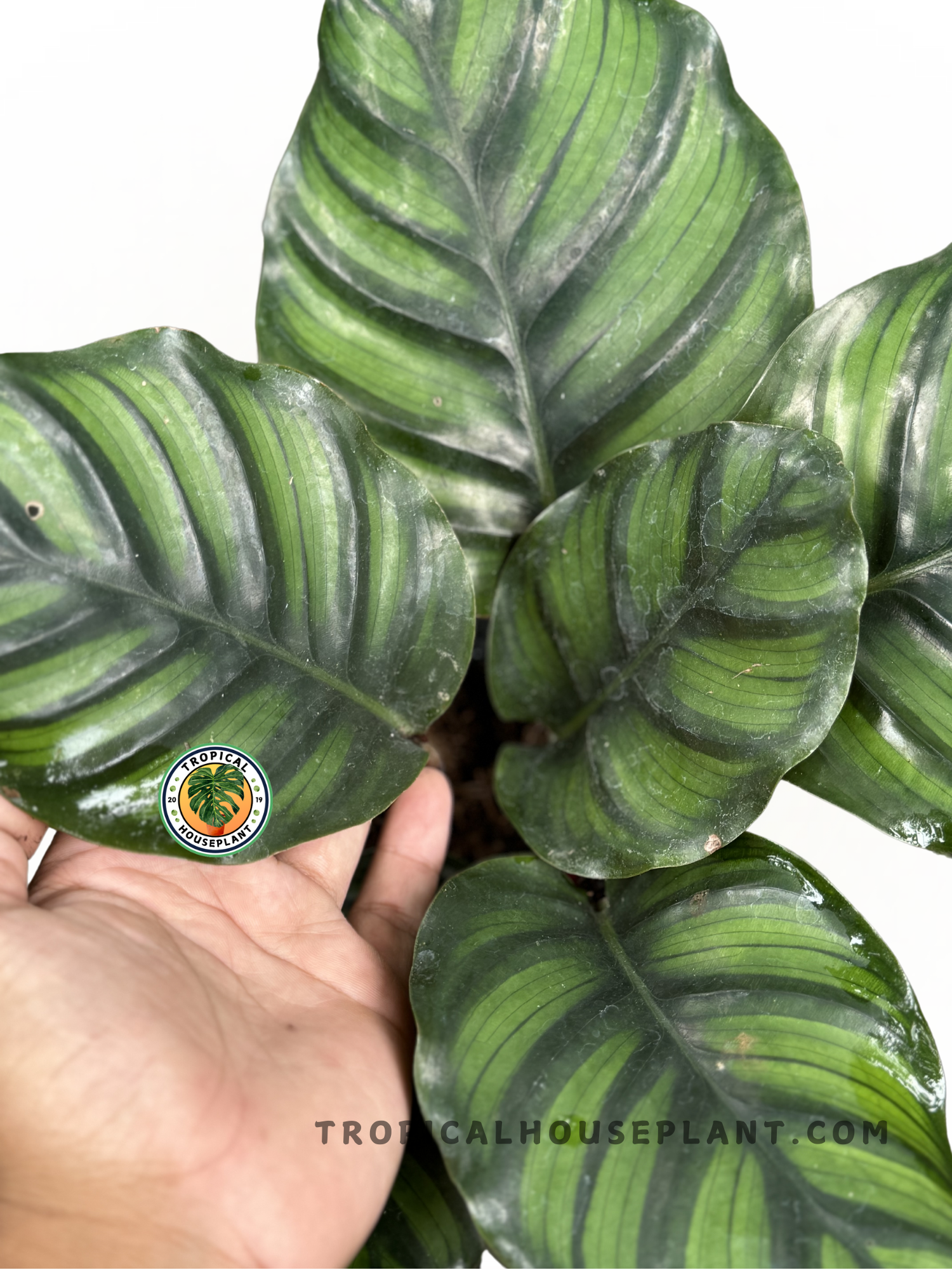 Close-up of Calathea Rotundifolia foliage showcasing its vibrant green tones and detailed patterns.