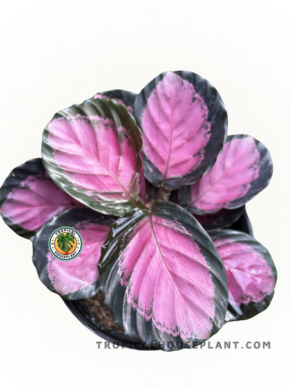 Calathea Rusco plant with bold black leaves and vibrant pink areas outlined in pink.