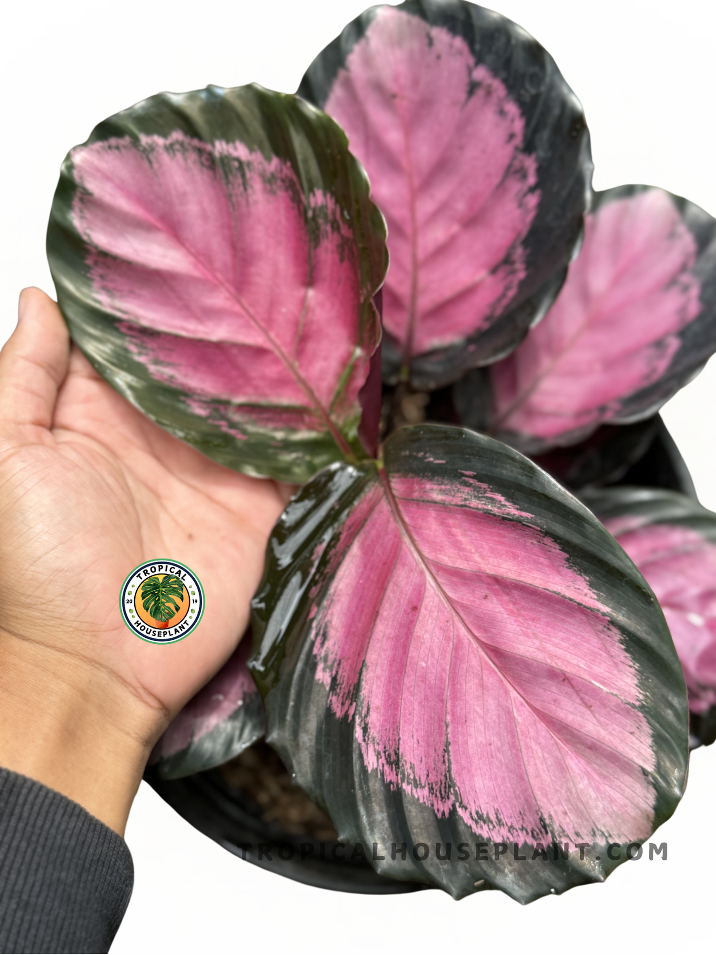 Close-up of Calathea Rusco foliage, showcasing its unique black, pink, and outlined patterns.