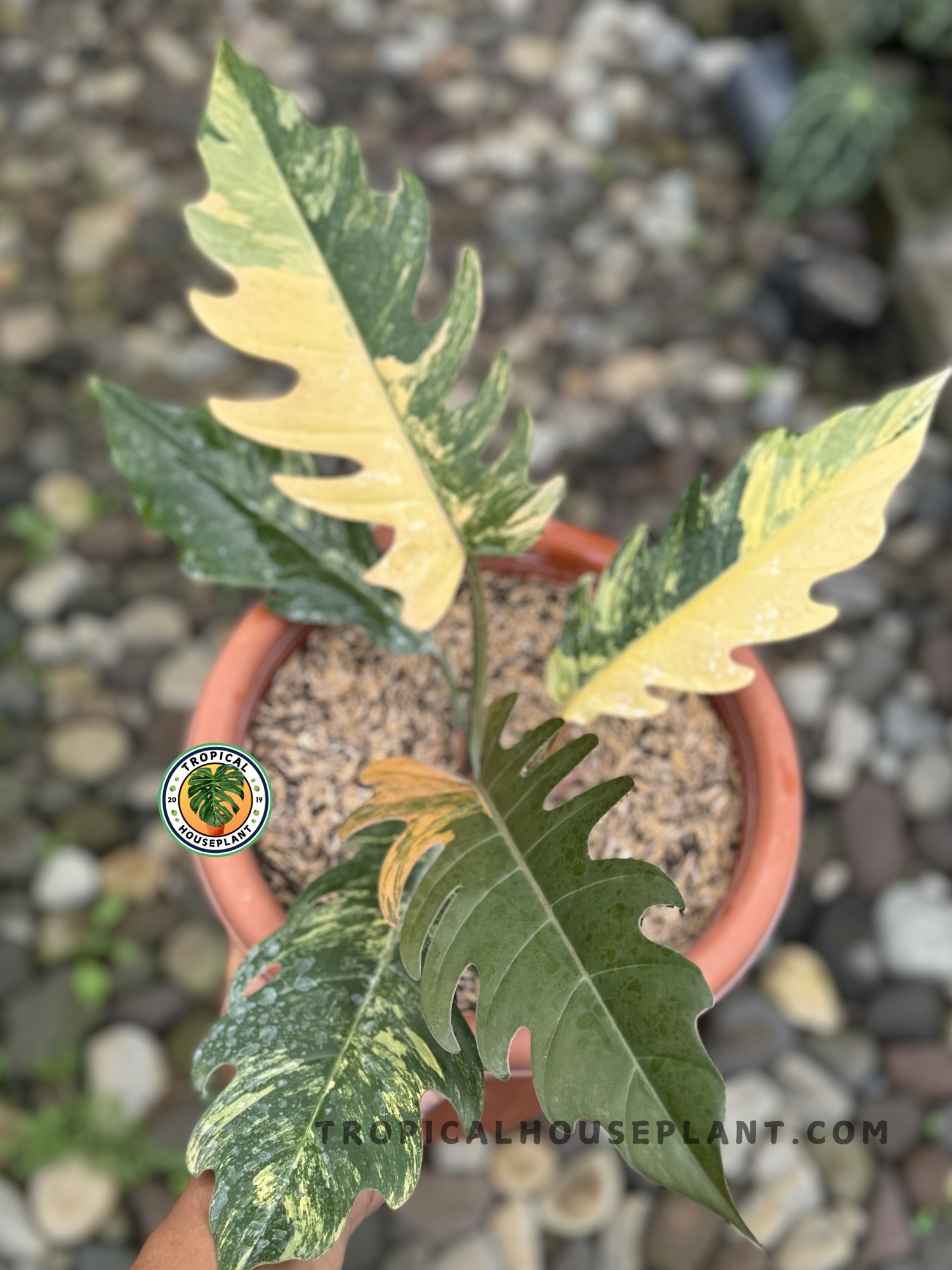 Philodendron Caramel Marble Variegated showcasing caramel, yellow, and green marbled leaves.