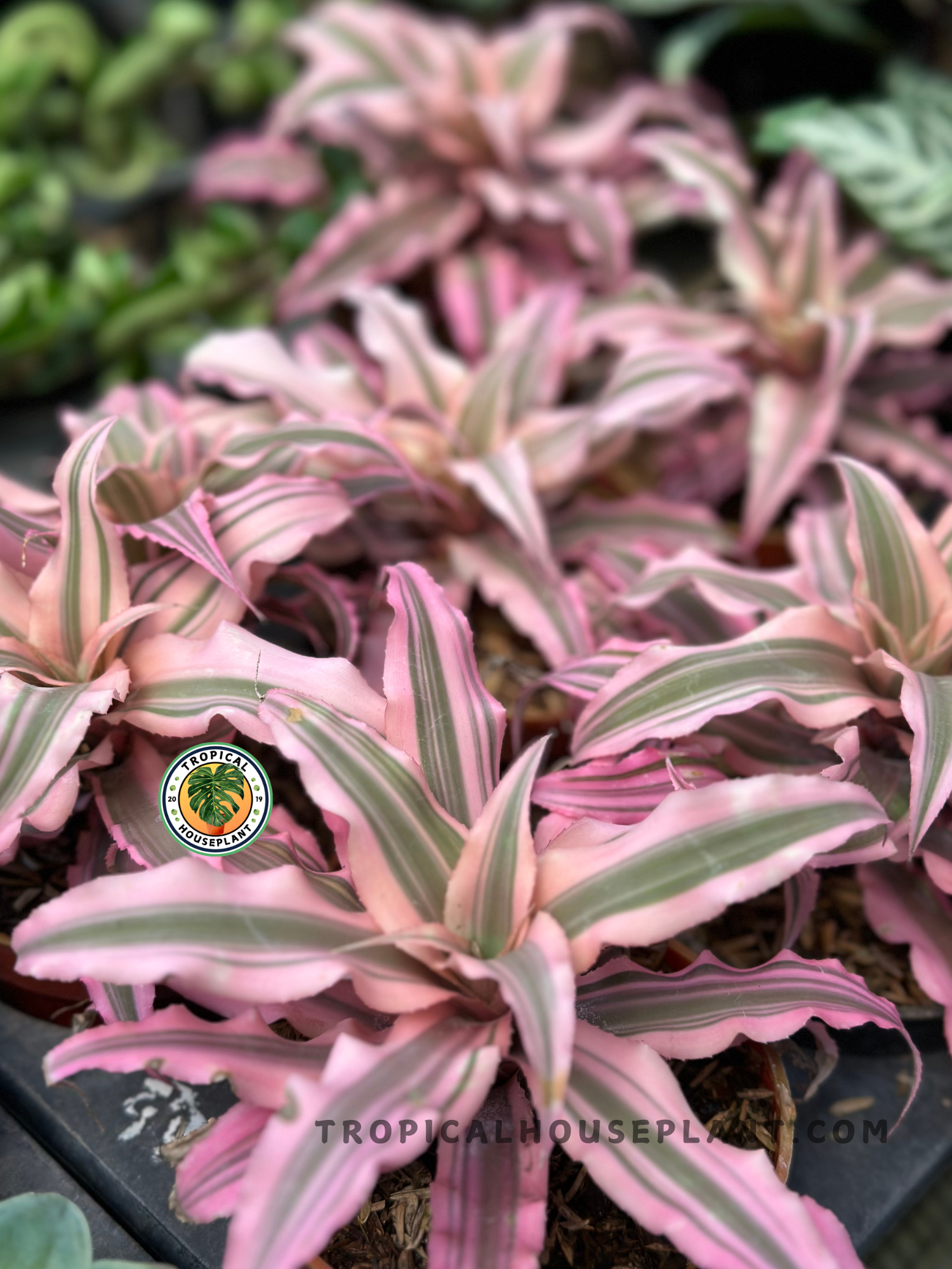 Cryptanthus Pink Star Bivittatus Earth Star Bromeliad with vibrant pink, cream, and green striped rosette foliage growing in a nursery pot.