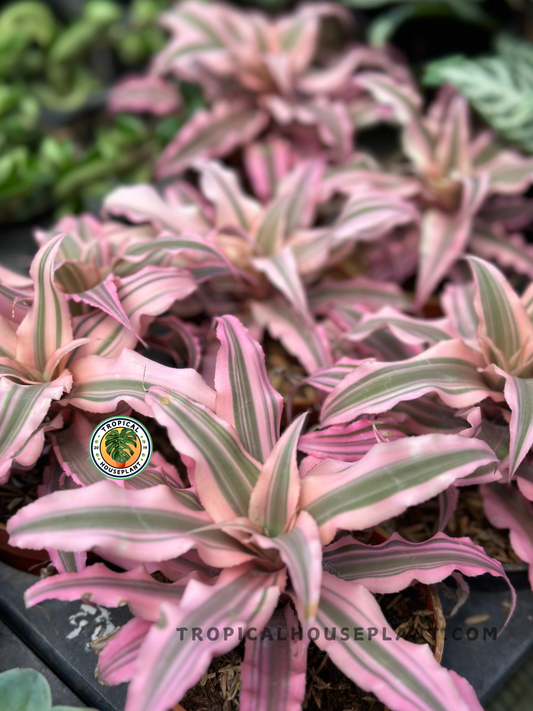 Cryptanthus Pink Star Bivittatus Earth Star Bromeliad with vibrant pink, cream, and green striped rosette foliage growing in a nursery pot.