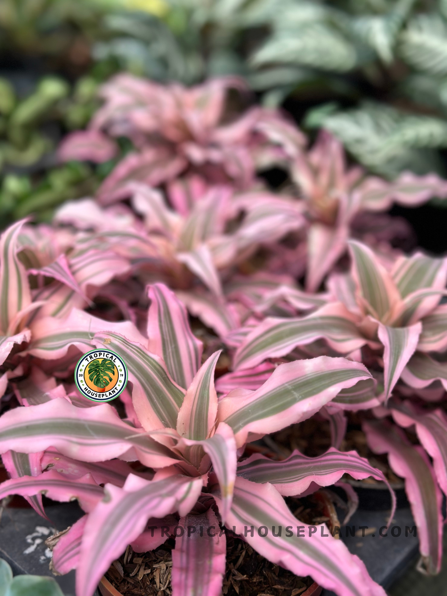 Young Cryptanthus Pink Star Bivittatus Earth Star Bromeliad displaying compact star-shaped leaves with bright pink centers and contrasting green variegation.