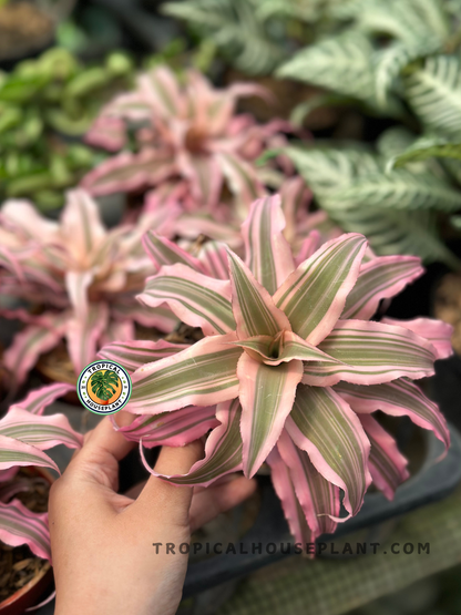 Healthy Cryptanthus Pink Star Bivittatus Earth Star Bromeliad showcasing colorful pink, cream, and green foliage, perfect for indoor tropical plant collections.