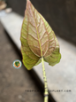 Underside of Cyrtosperma Johnstonii leaf showing soft maroon-pink hues and pronounced venation on an elongated leaf blade.