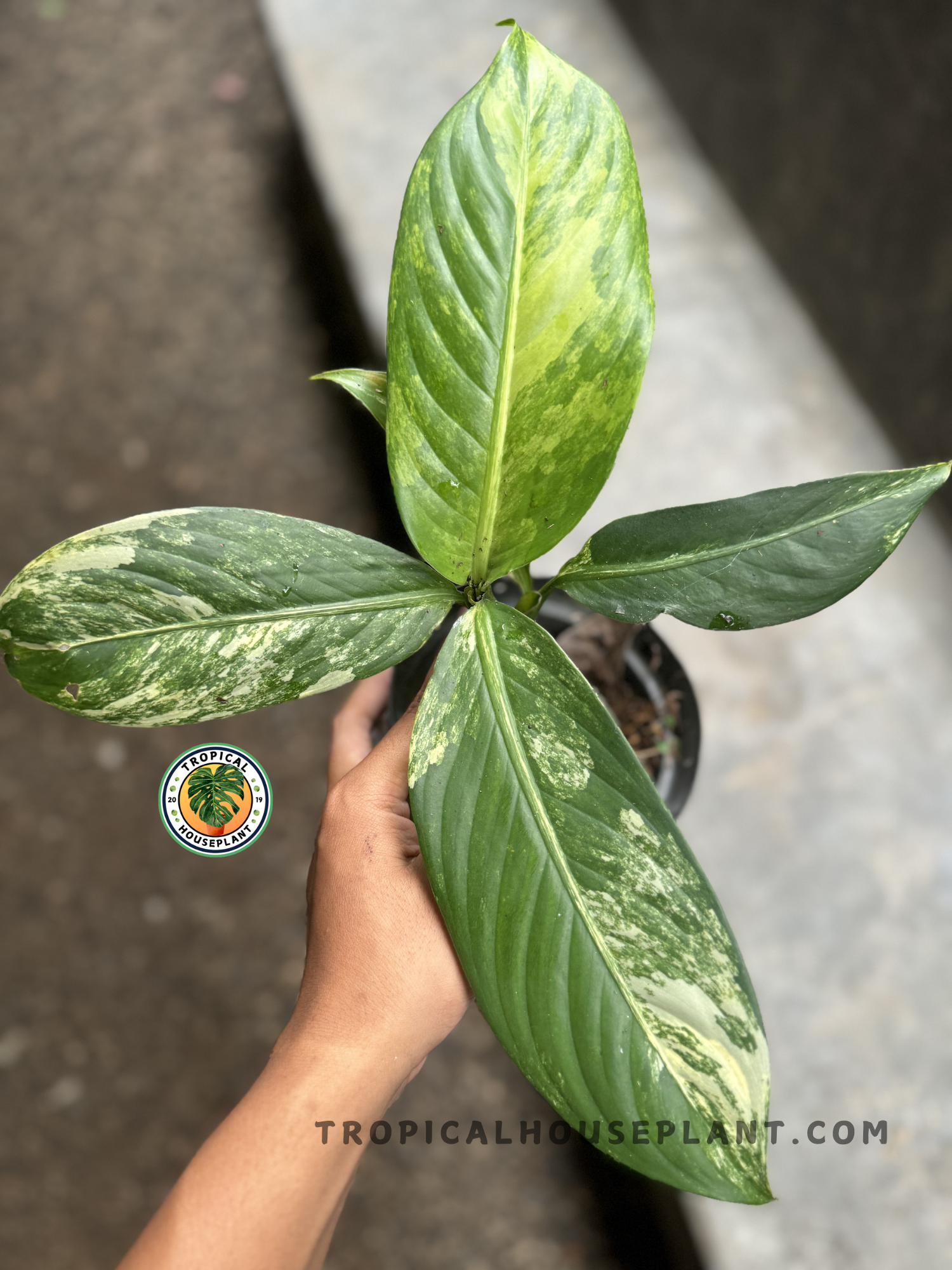 Top view of Dieffenbachia Big Ben Daguensis Variegated showing four large leaves with varied green and cream variegation in a black nursery pot.