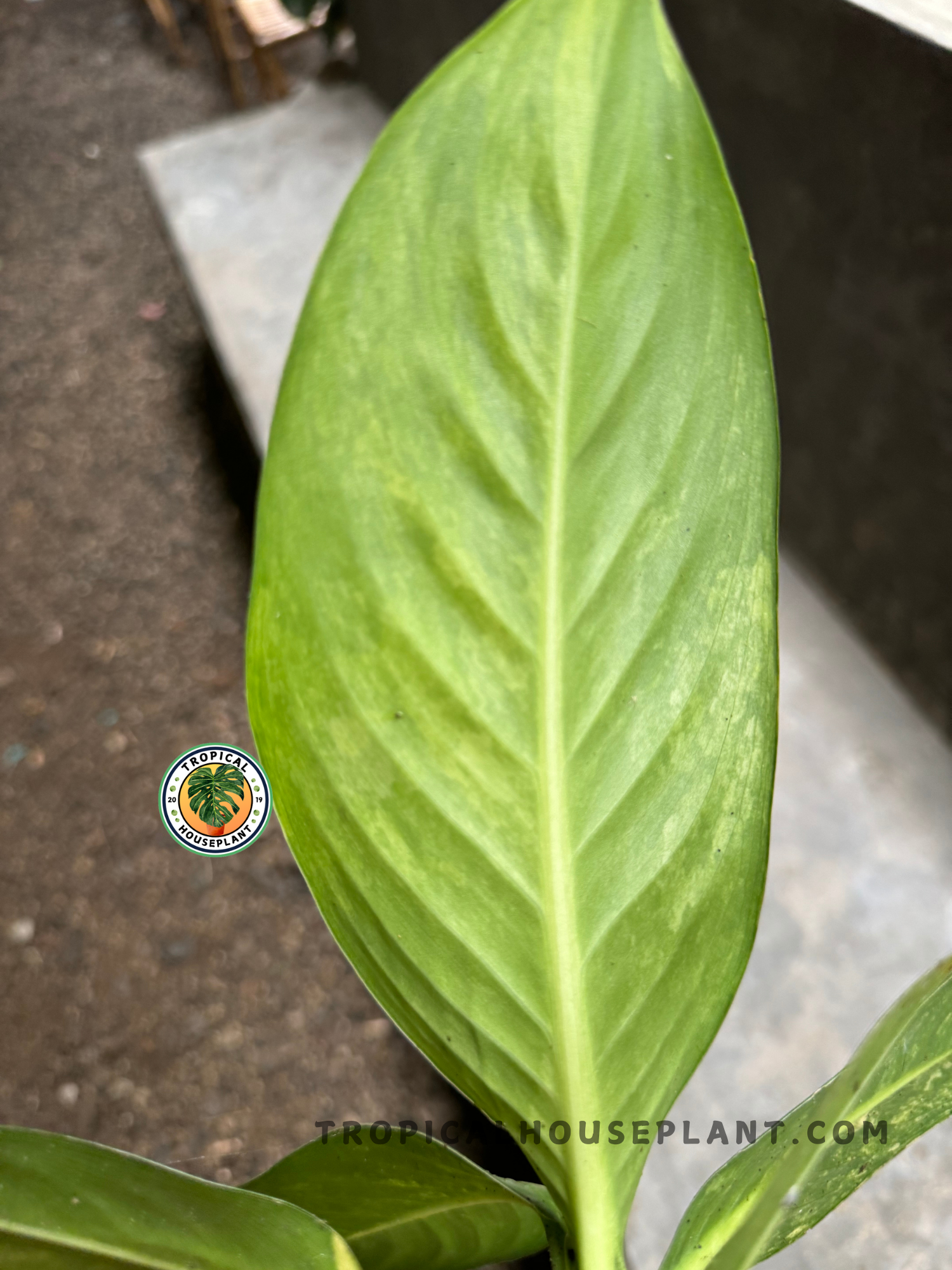 Close-up of a single Dieffenbachia Big Ben Daguensis Variegated leaf featuring a soft gradient of green shades with subtle creamy marbling.