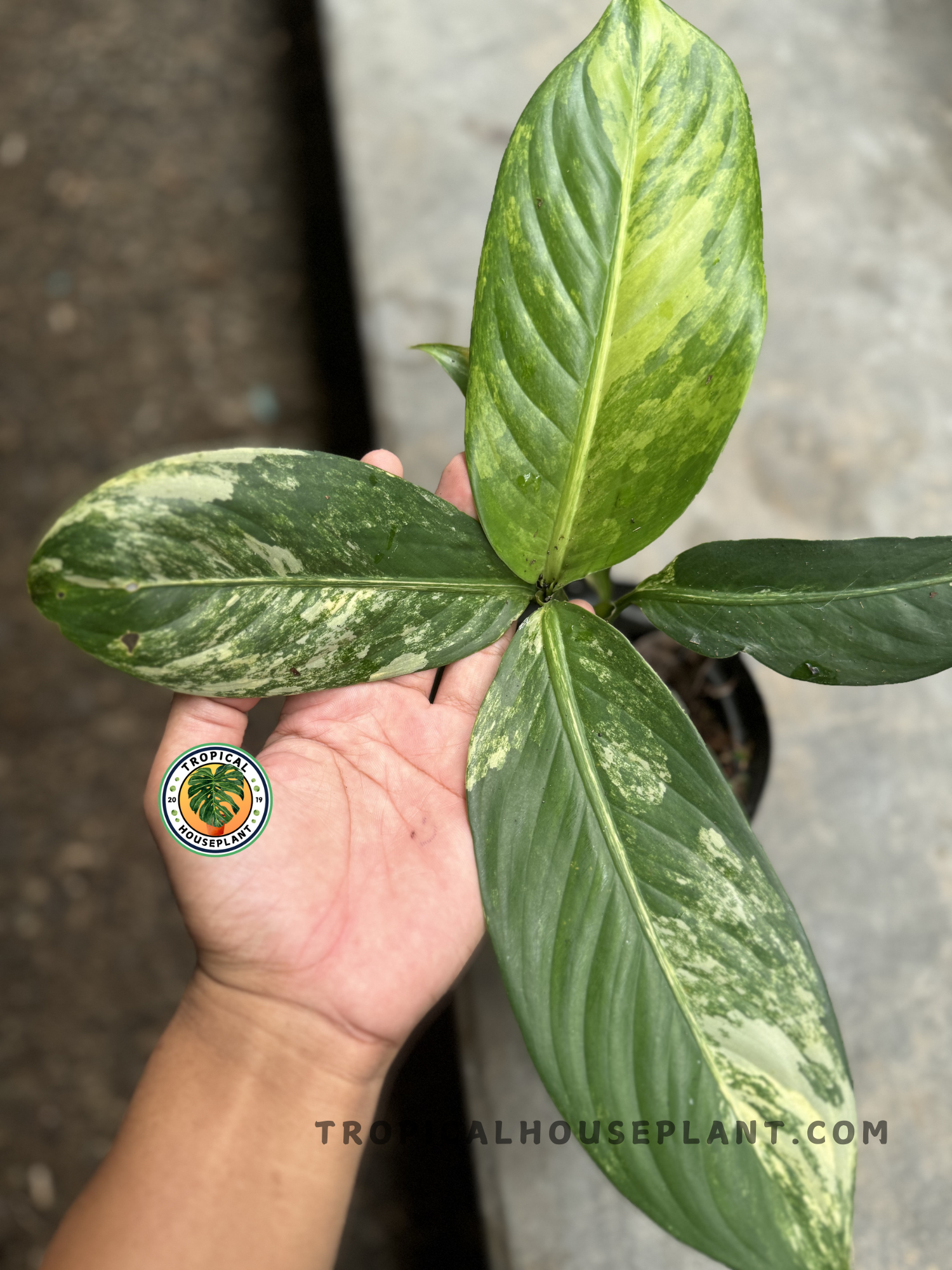 Hand holding a mature Dieffenbachia Big Ben Daguensis Variegated, emphasizing the symmetrical growth and striking foliage patterns.