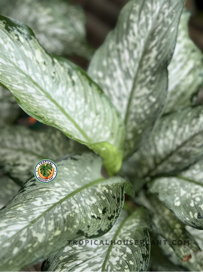 Dieffenbachia Dumbcane Tiki plant with green and white leaves.