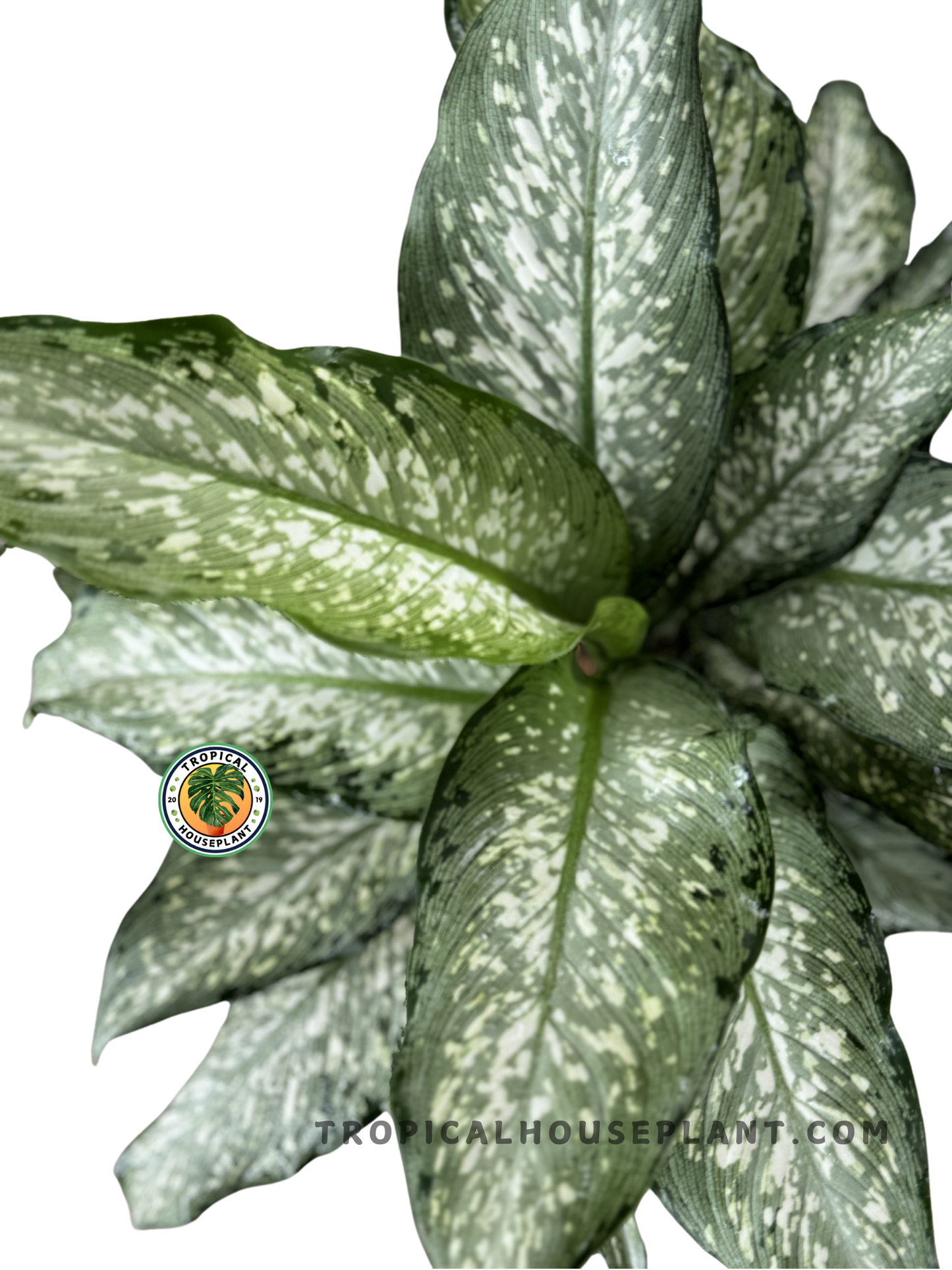 Close-up of Dieffenbachia Dumbcane Tiki foliage showcasing its bold green and white patterns.