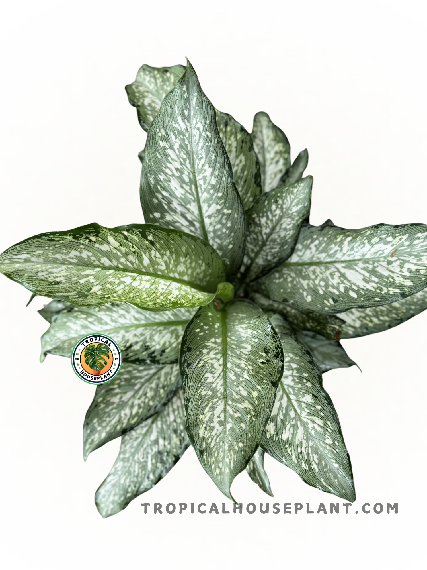 Full view of Dieffenbachia Dumbcane Tiki with vibrant green and white-colored leaves.