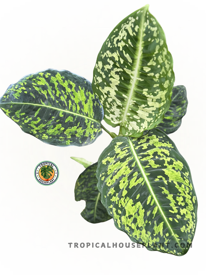 Dieffenbachia Reflector plant with large green leaves featuring dark and light green variegation.