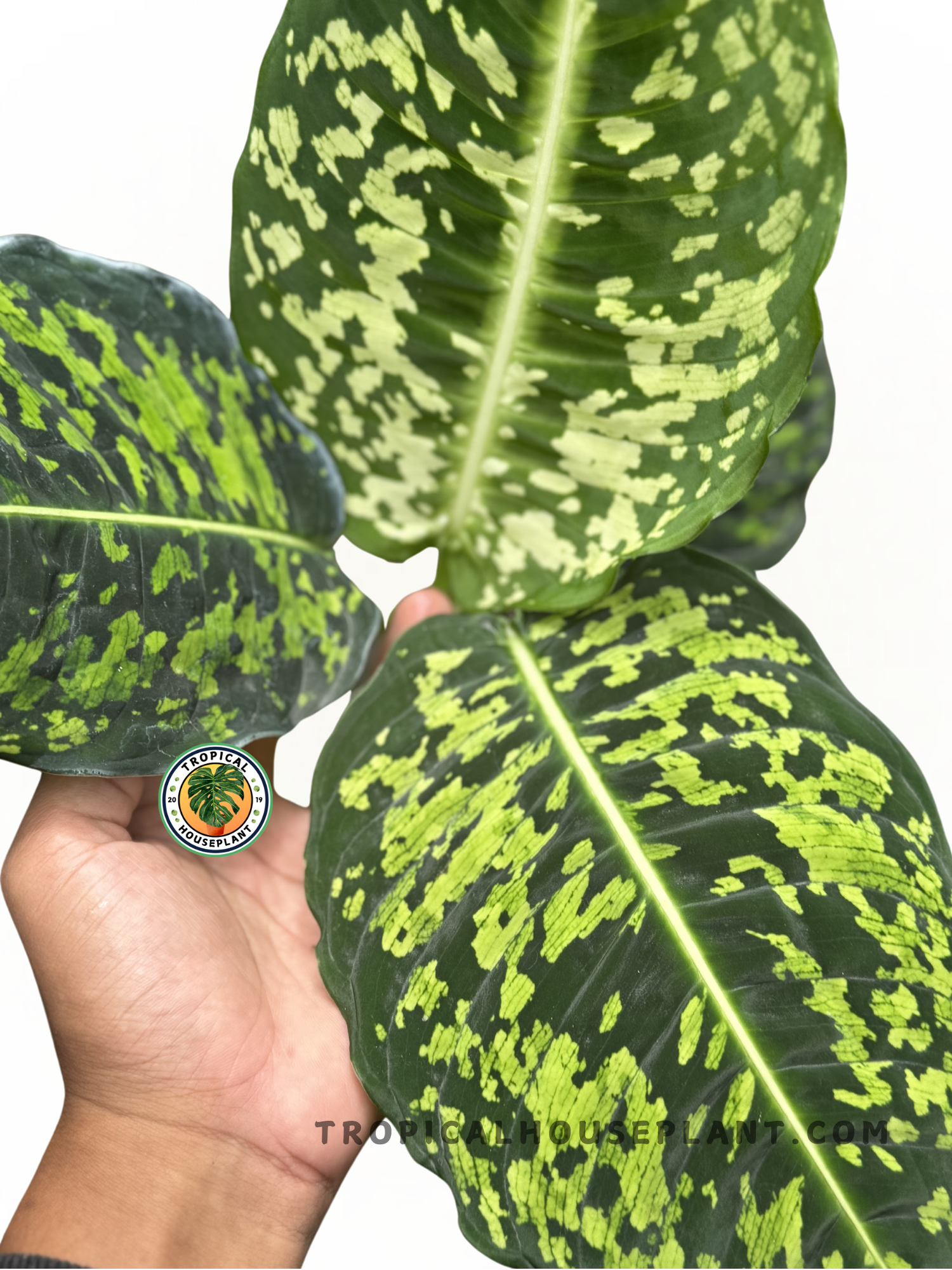 Close-up of Dieffenbachia Reflector foliage showcasing its bold green and light green contrasting patterns.