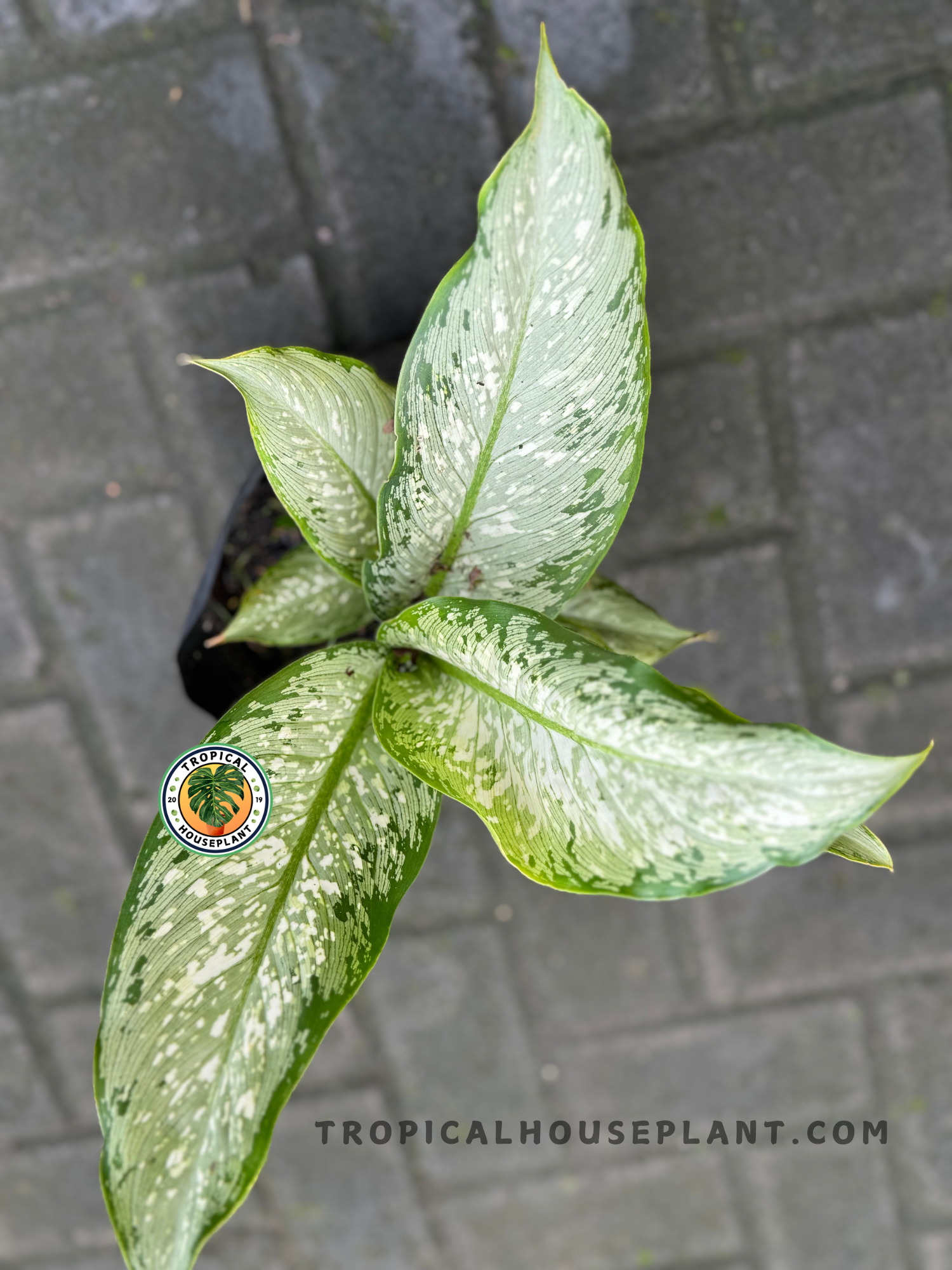 Bird’s-eye view of a Dieffenbachia Tiki in a black pot, showing four lush leaves with pale silver-green tones and artistic white markings.