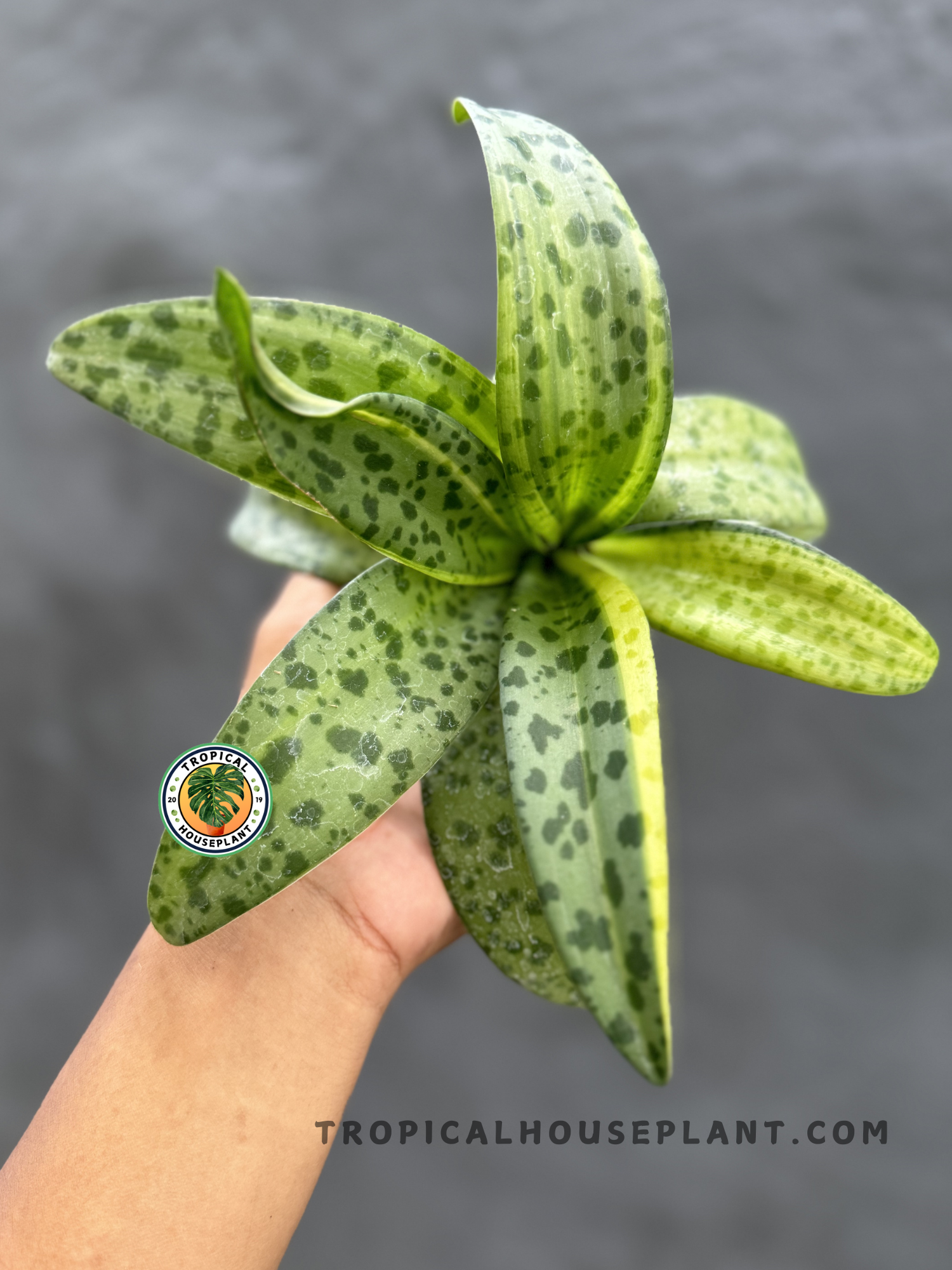 Drimiopsis Kirkii Giant Squill held by hand, showcasing its thick, spotted green leaves.