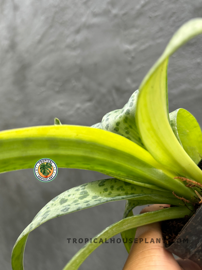 Back view of Drimiopsis Kirkii Giant Squill highlighting the texture and speckled pattern of its foliage.