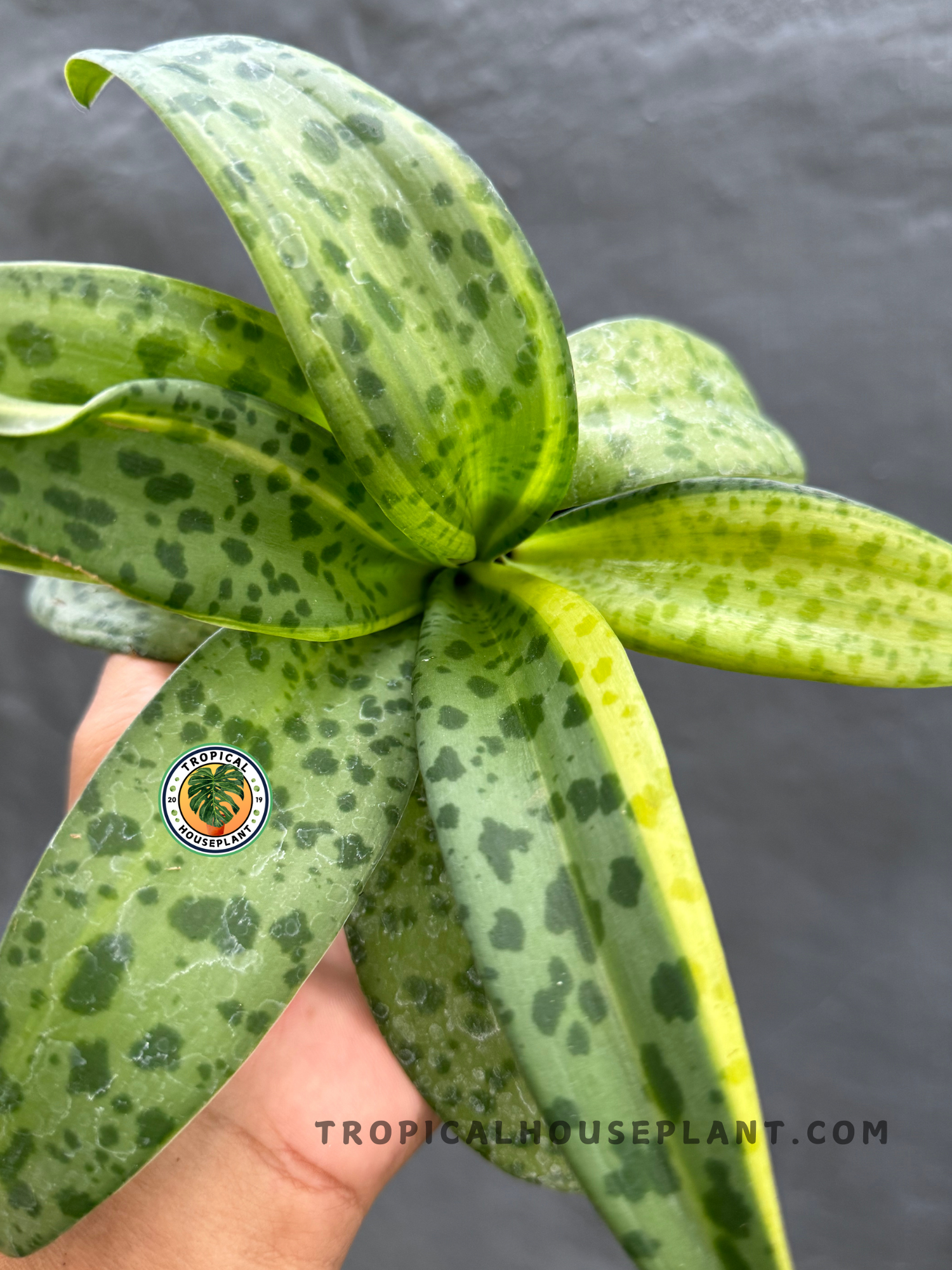 Detailed close-up of Drimiopsis Kirkii Giant Squill’s bold dark green spots on light green leaves.