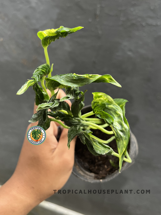 Epipremnum Aureum Shangri La Sleeping Pothos with uniquely curled, textured green leaves growing in a healthy compact tropical nursery pot.