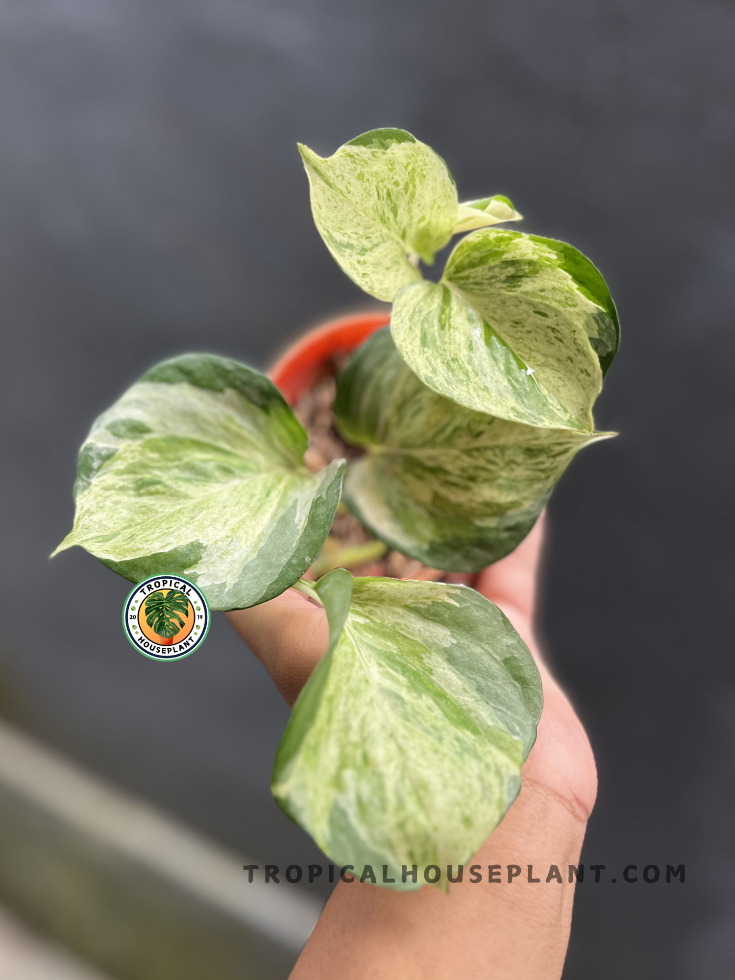 Epipremnum Manjula Pothos with broad heart-shaped leaves featuring beautiful cream, white, and green marbled variegation in a tropical nursery.