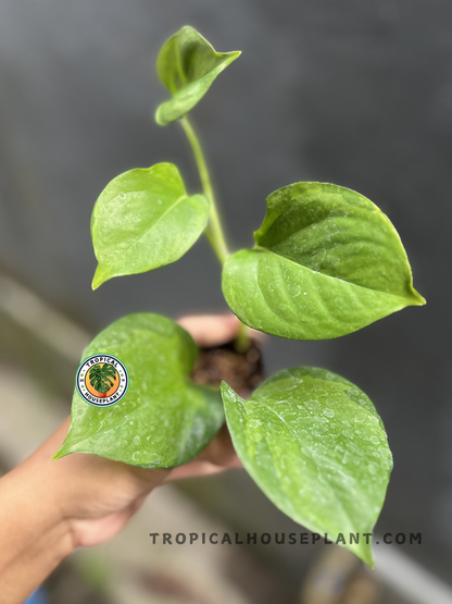 Epipremnum Manjula Pothos Mint with broad heart-shaped leaves featuring soft mint green, cream, and white marbled variegation in a tropical nursery.