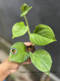 Epipremnum Manjula Pothos Mint with broad heart-shaped leaves featuring soft mint green, cream, and white marbled variegation in a tropical nursery.
