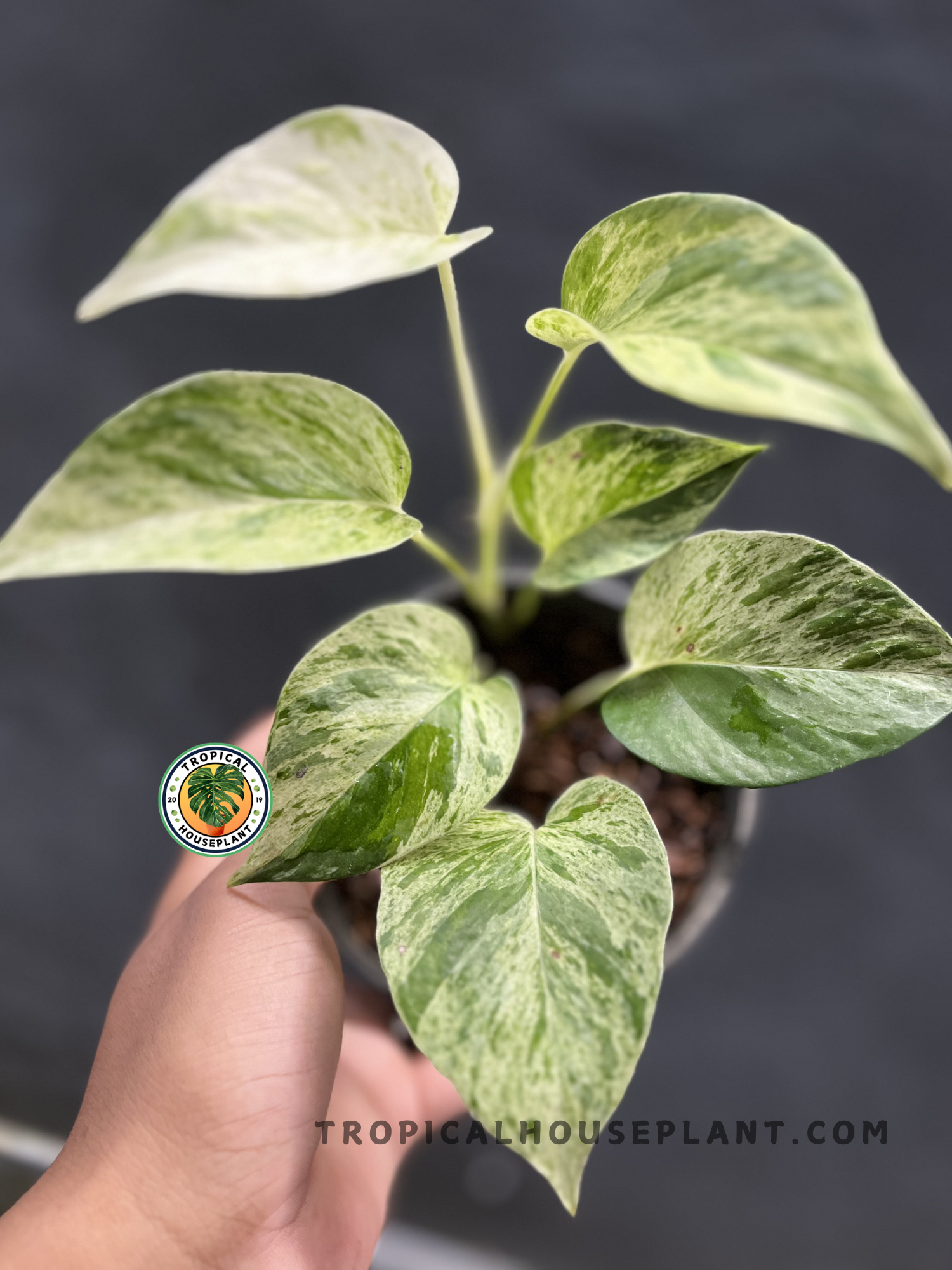 Epipremnum Marble Queen Pothos with lush heart-shaped leaves featuring creamy white and green marbled variegation in a tropical nursery.