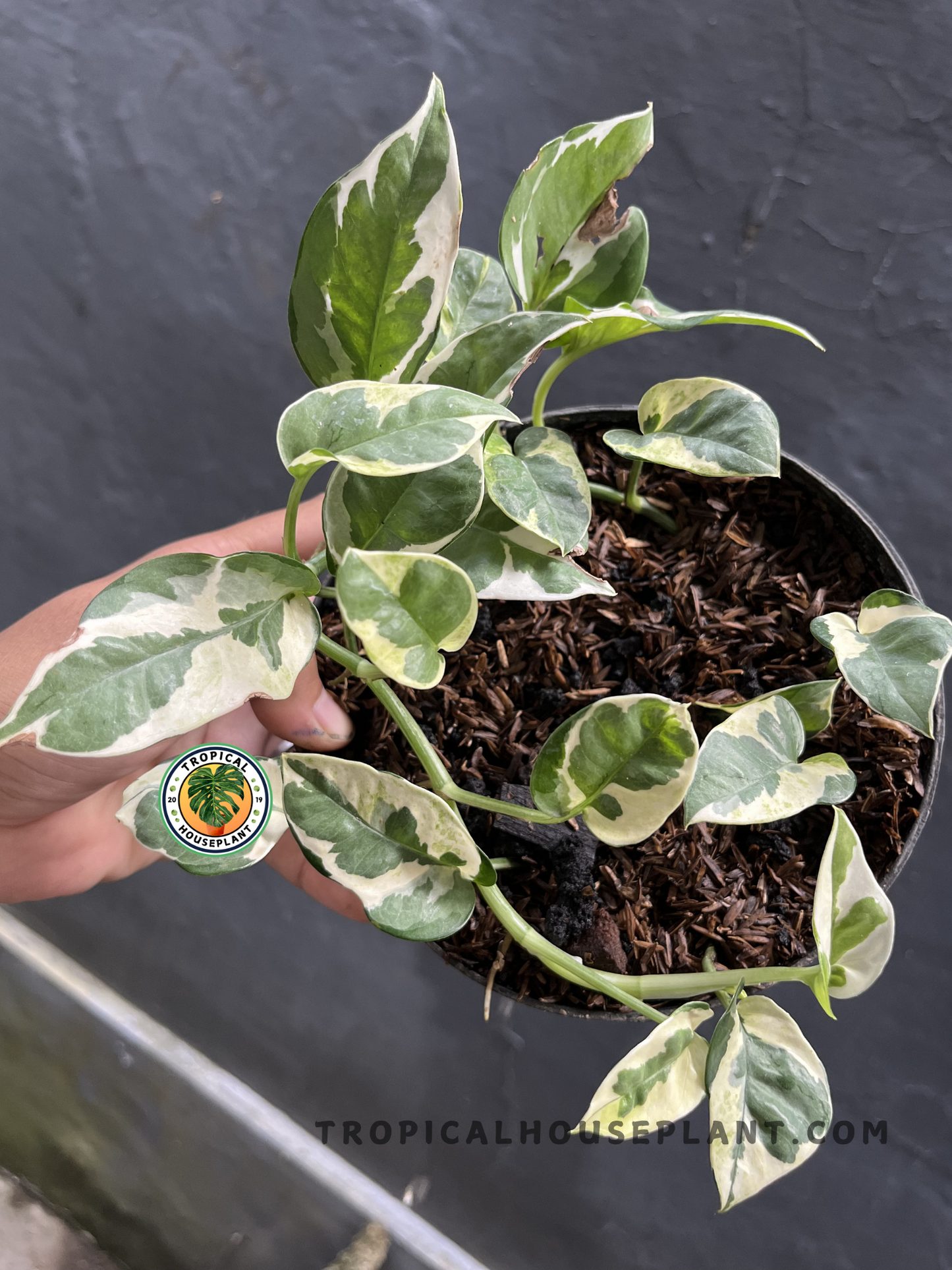 Epipremnum N'Joy Pothos with compact trailing vines and heart-shaped leaves featuring crisp white and emerald-green variegation.