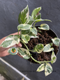 Epipremnum N'Joy Pothos with compact trailing vines and heart-shaped leaves featuring crisp white and emerald-green variegation.