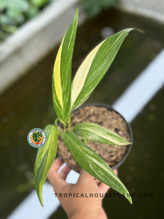 Epipremnum Amplissimum Variegated with slender green leaves featuring bold yellow variegation, fully rooted and ready to ship.