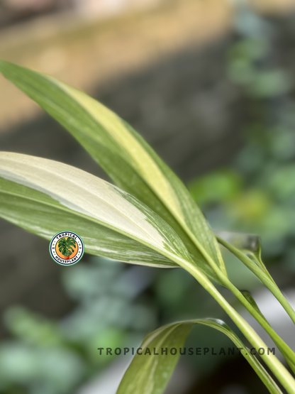 philodendron amplissimum variegated Epipremnum Amplissimum Variegated – Tropical Houseplant