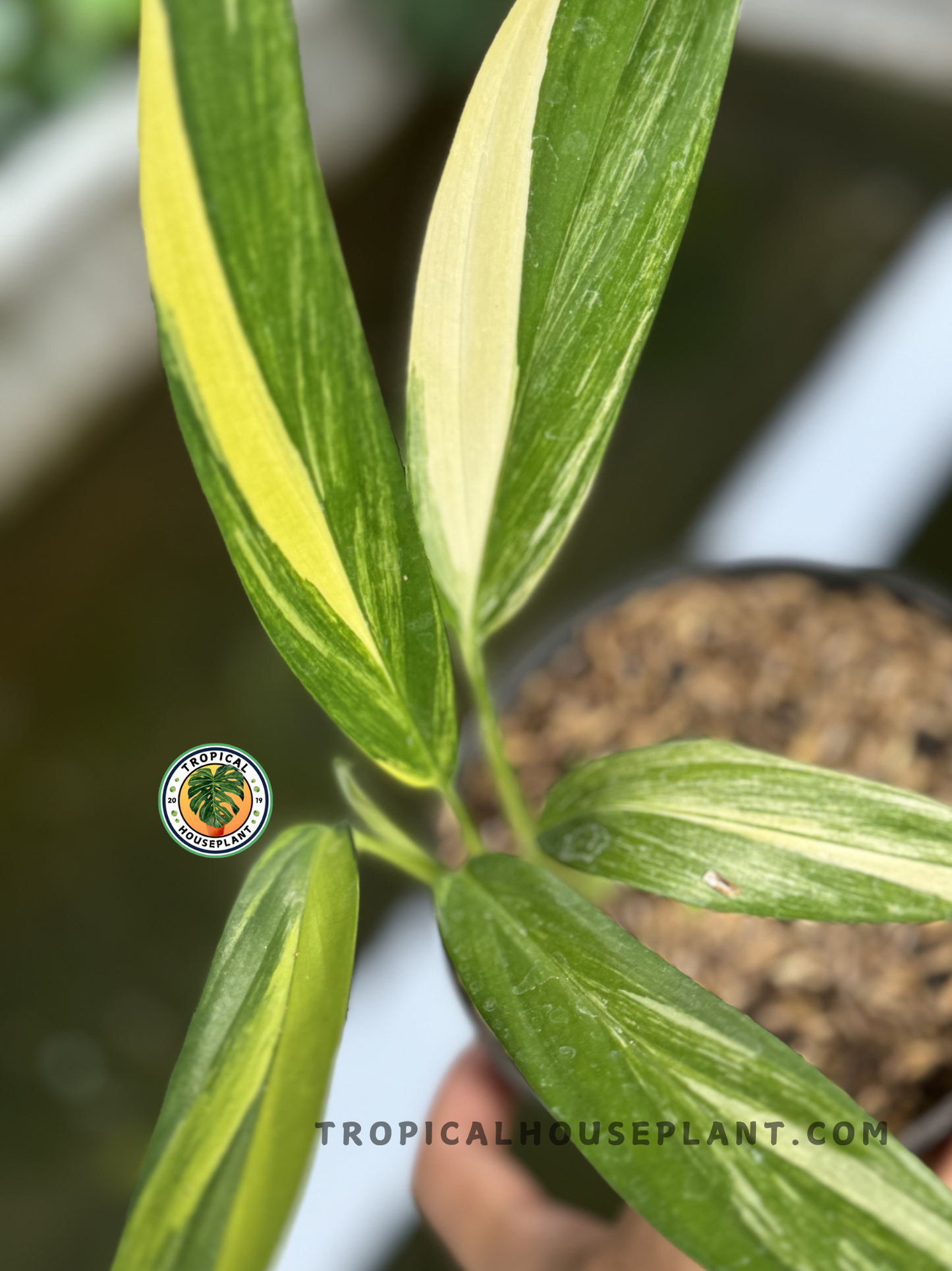 Healthy Epipremnum Amplissimum Variegated plant showcasing elongated leaves with vibrant yellow variegation, perfect for collectors.