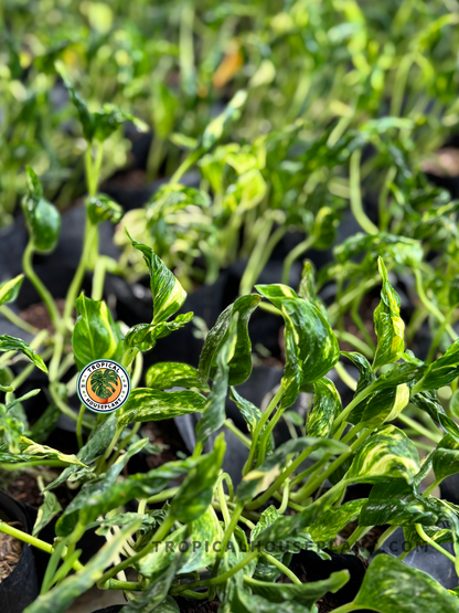 A lush grouping of Shangri La plants growing in nursery bags with tightly twisted leaves.