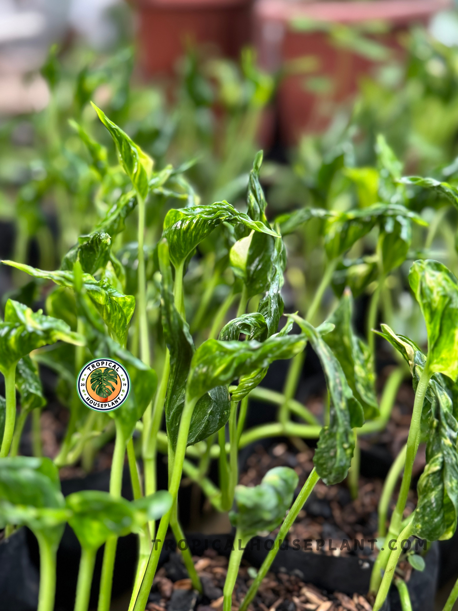 Rows of Epipremnum Shangri La plants in black polybags, showing curled growth under greenhouse lighting.